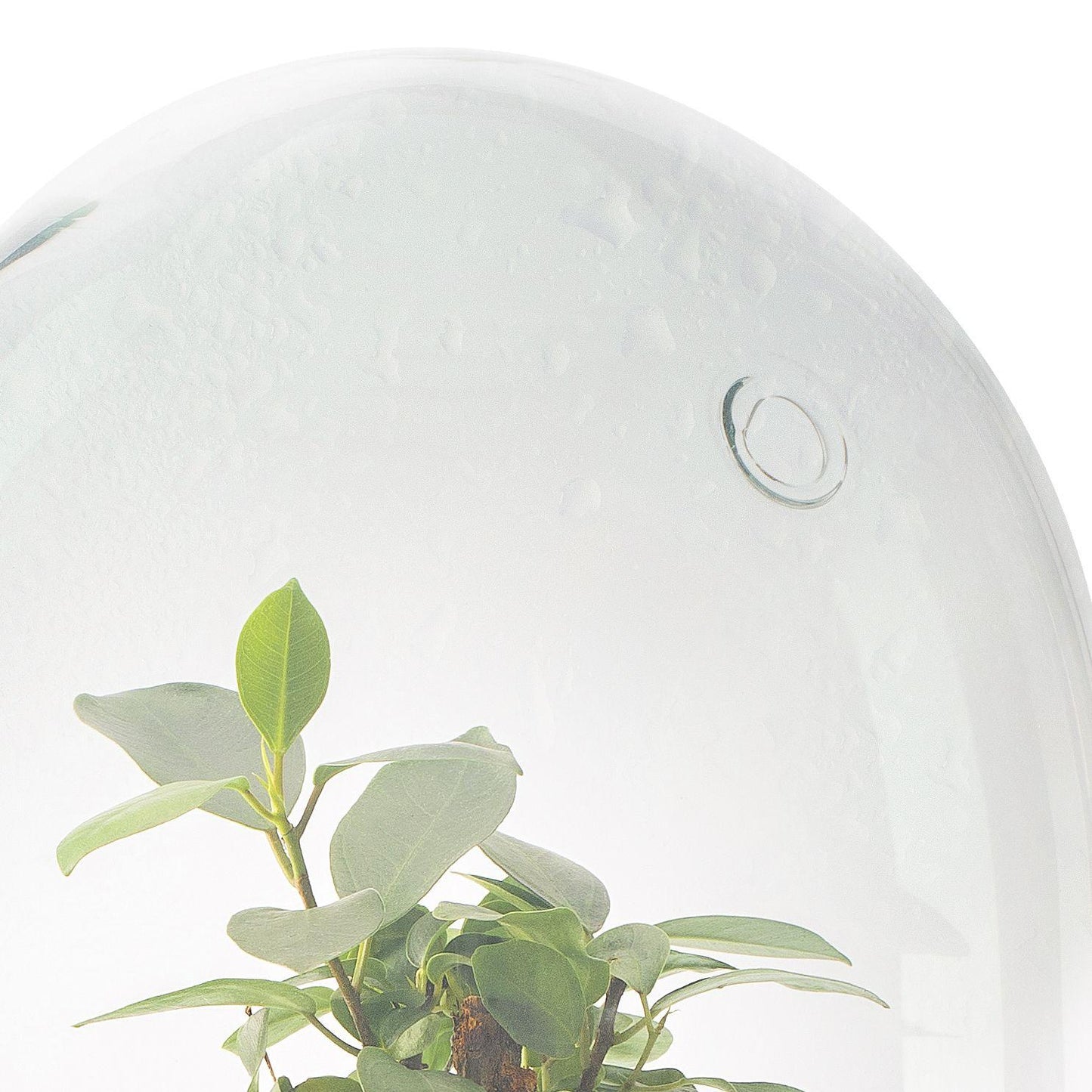 Terrario Madagascar Hole Ficus Retusa Ø19 x 30 cm