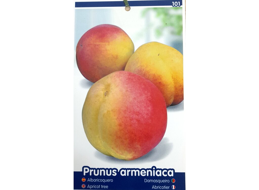 Albaricoquero Mayero M25_1