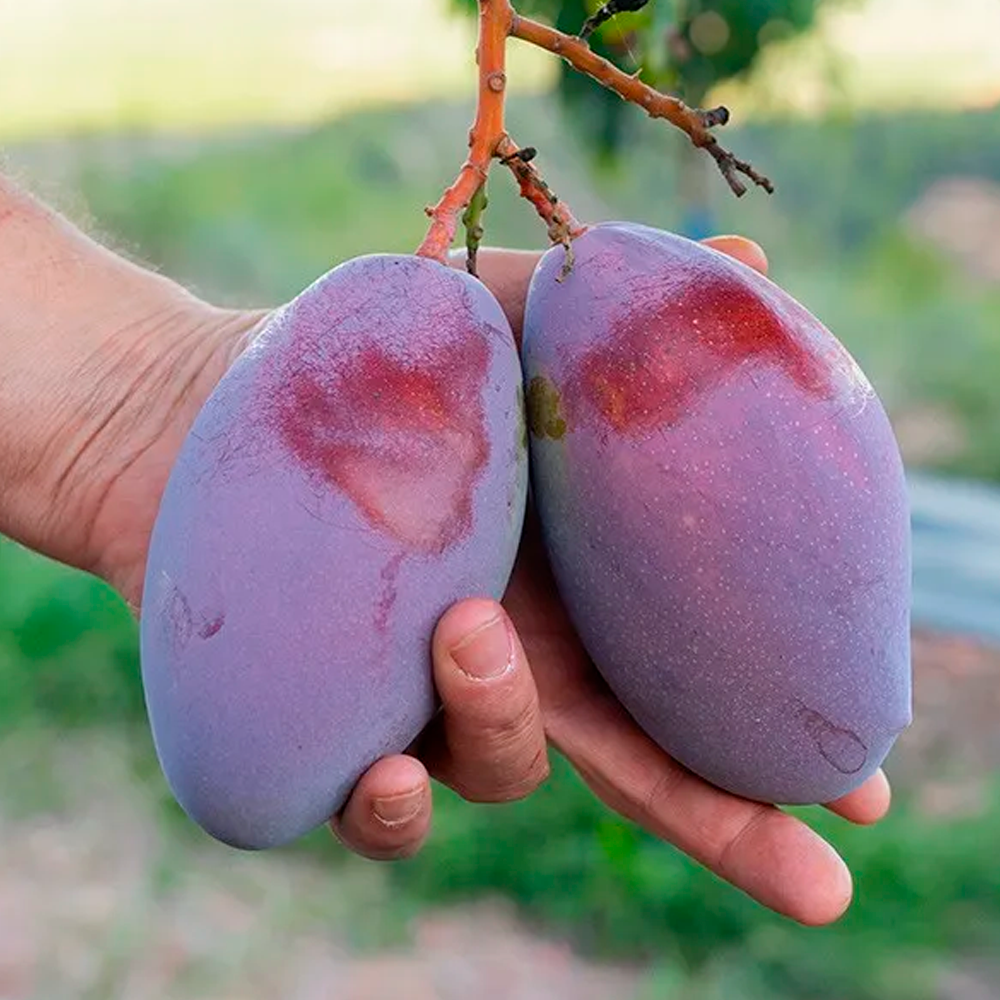 Caja 4kg Mix Guayabas Y Mangos Tropitop (2kg De Cada Fruta)