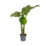 Oreja De Elefante - Alocasia 'portodora' - Altura 110-120cm - ⌀32cm