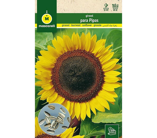 Semillas Girasol Para Pipas