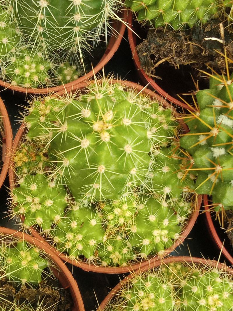Suculentas Y Cactus Variedad #66 Planta Sin Id
