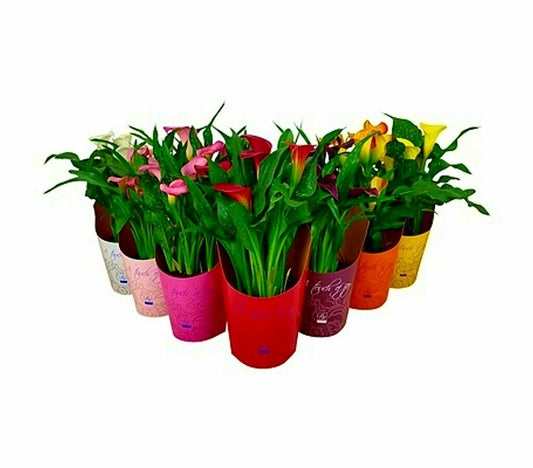 Calla M14 40cm (lirio O Zantedetchia)