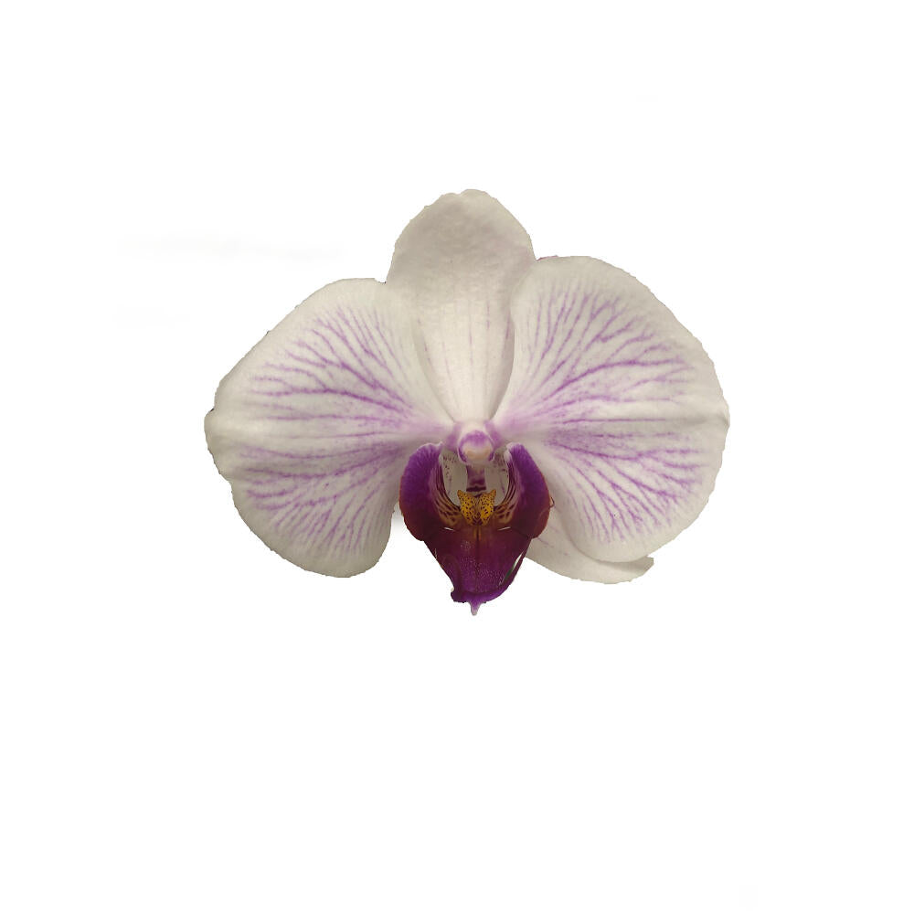 Orquidea Phalaenopsis Denver 2/3 Tallos M12 70cm