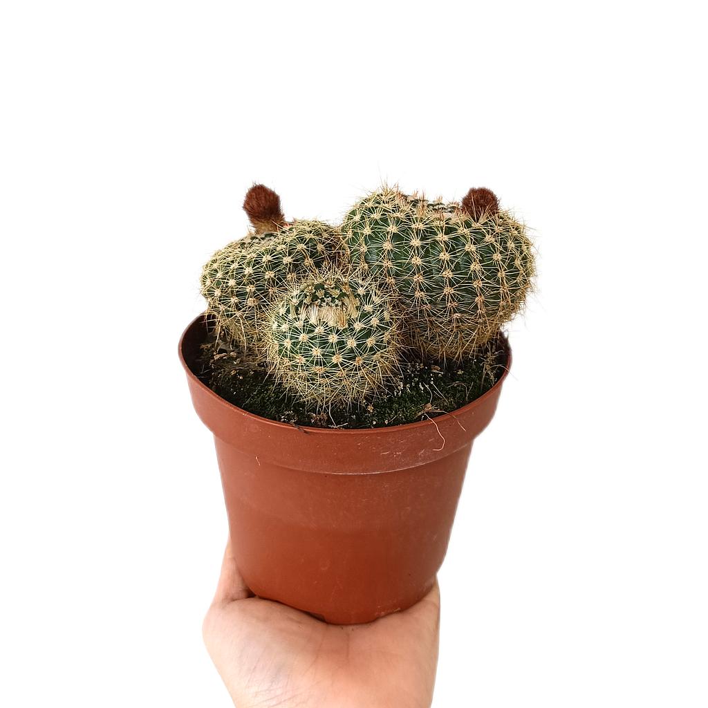 Notocactus Helteri M13