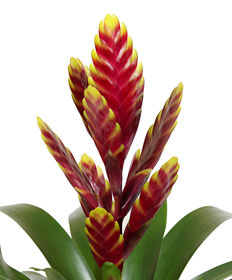 Bromelia De Interior M12 Maceta 12cm_1