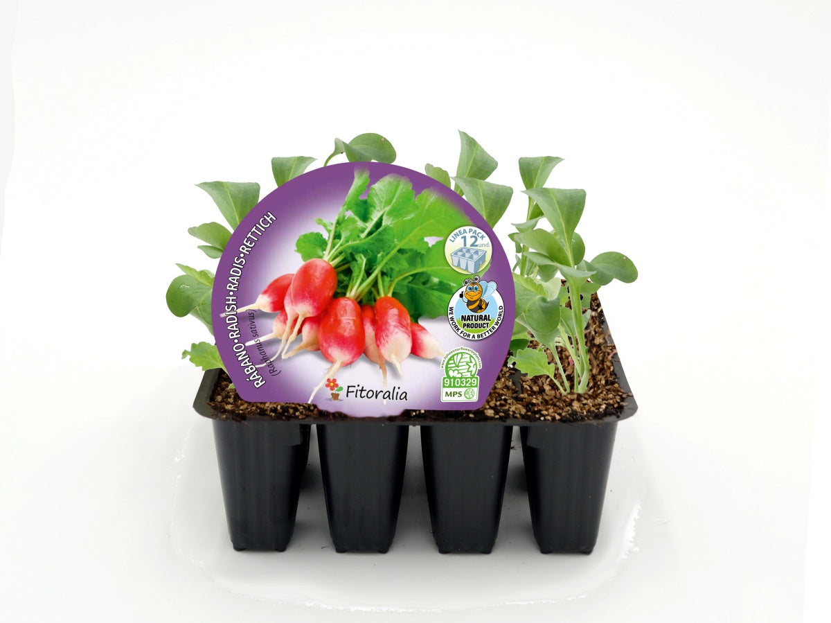 Pack Plantones Rabanito 12 Ud. Natural - Fitoralia_0