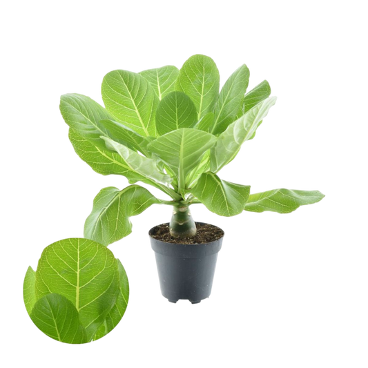 Brighamia Insignis Palmera Hawaiana Planta De Interior Ø12