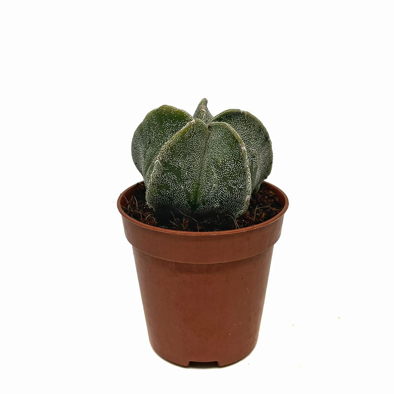 Astrophytum Myriostigma Cactus Y Suculentas