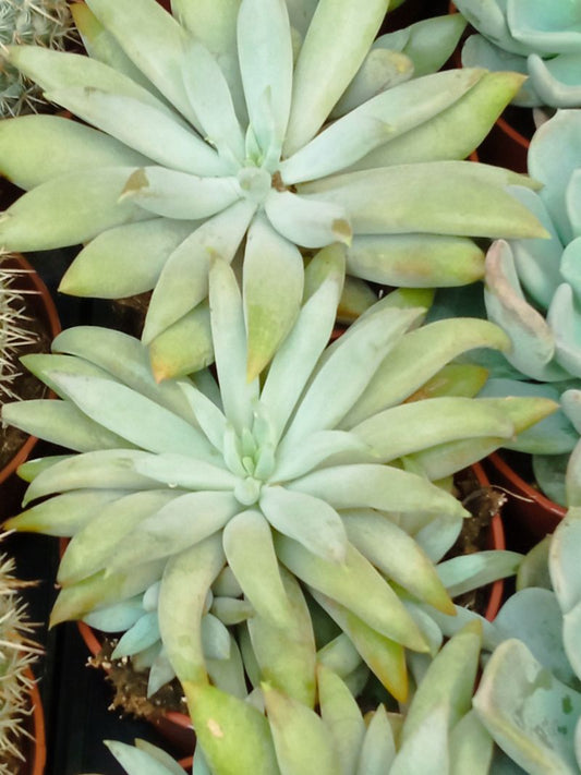 Pachyveria Glacier Planta Suculenta Ø8