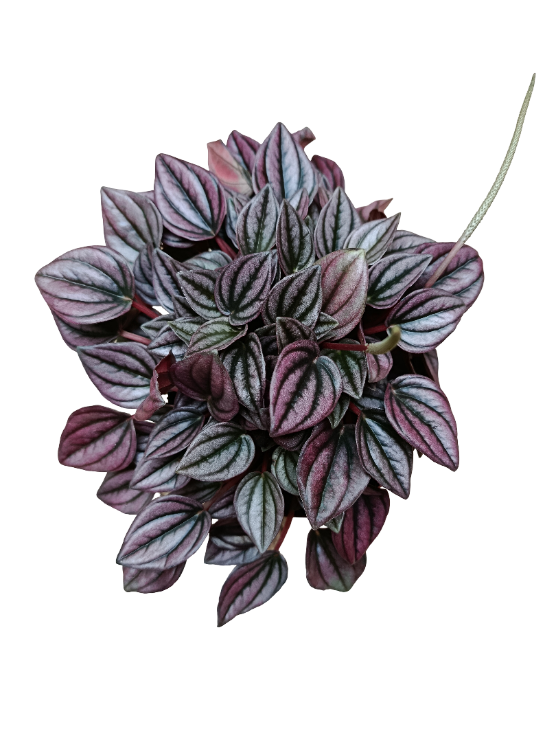 Peperomia Caperata Cayenne Planta De Interior Ø12 Con Hojas Rojas_0