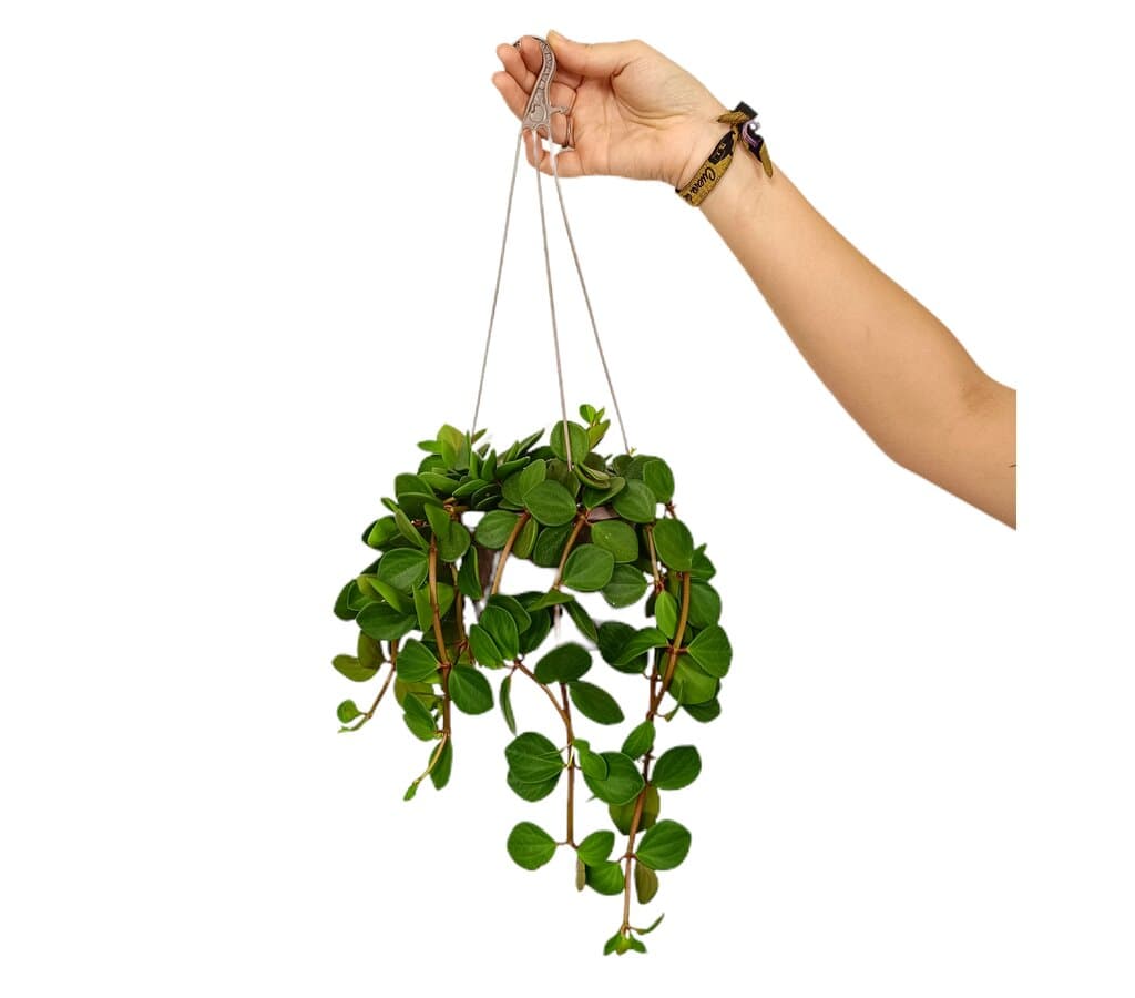 Peperomia Hope T15_0