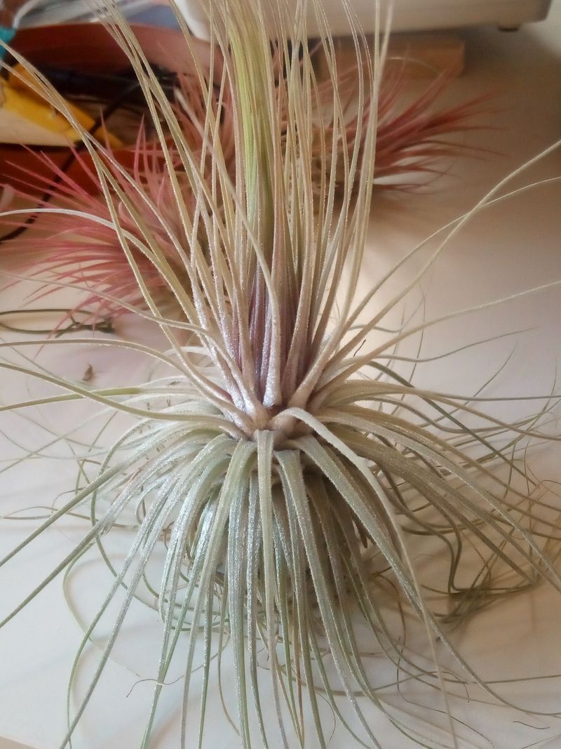 Tillandsia Magnusiana Clavel Del Aire Tillandsias