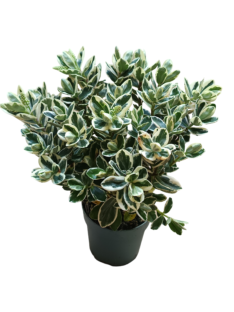 Hebe KATRINA variegata Planta de exterior arbusto con Flor MORADA Ø10