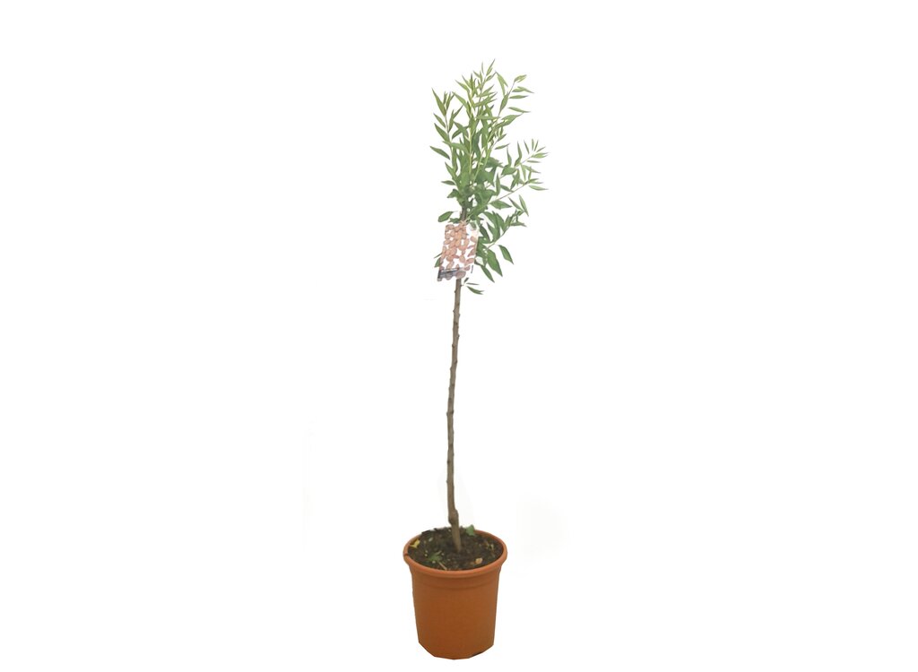 Almendro Marcona M32 160cm_0