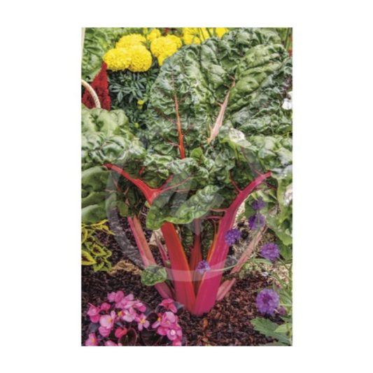 Semillas Acelga Roja