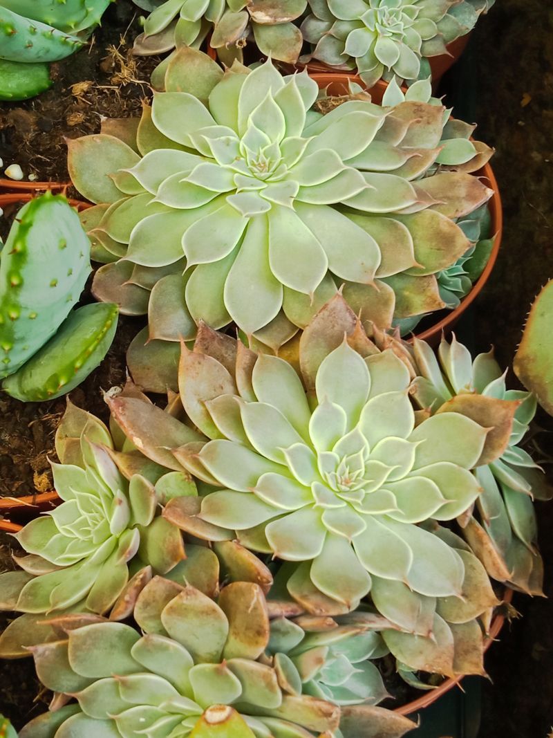 Echeveria Rusby Ø8 Planta Suculenta_0
