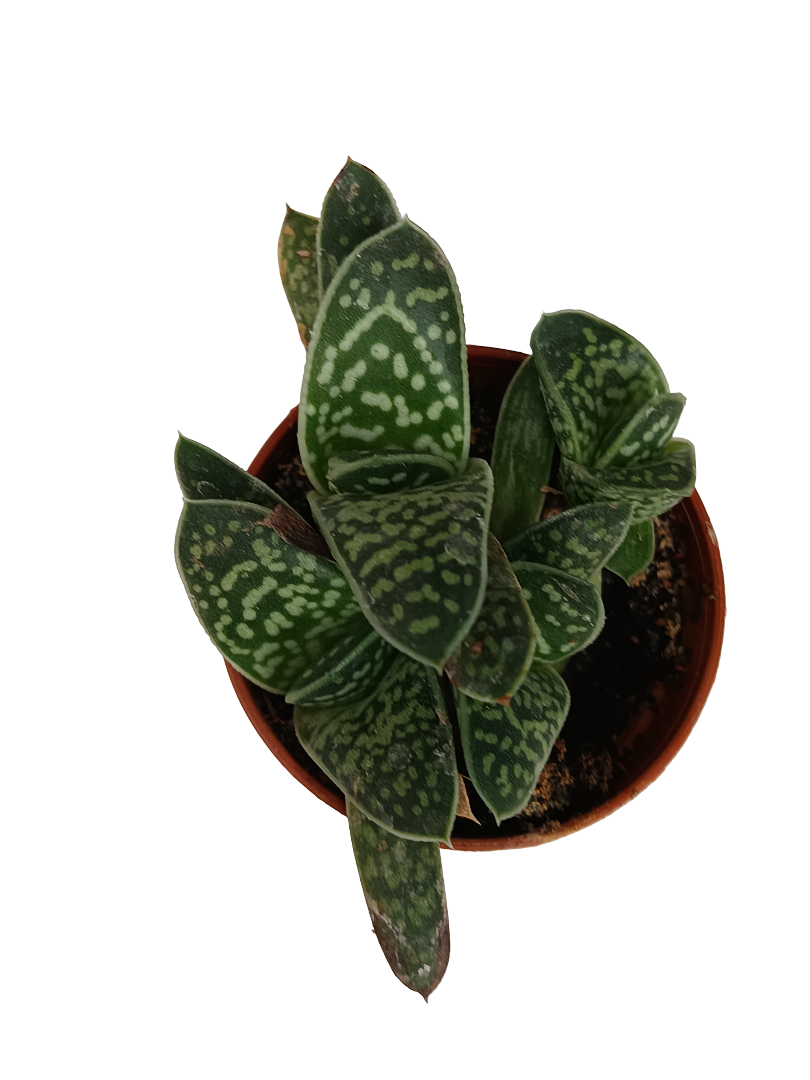 Gasteria lilliputeana planta suculenta de sombra Ø5