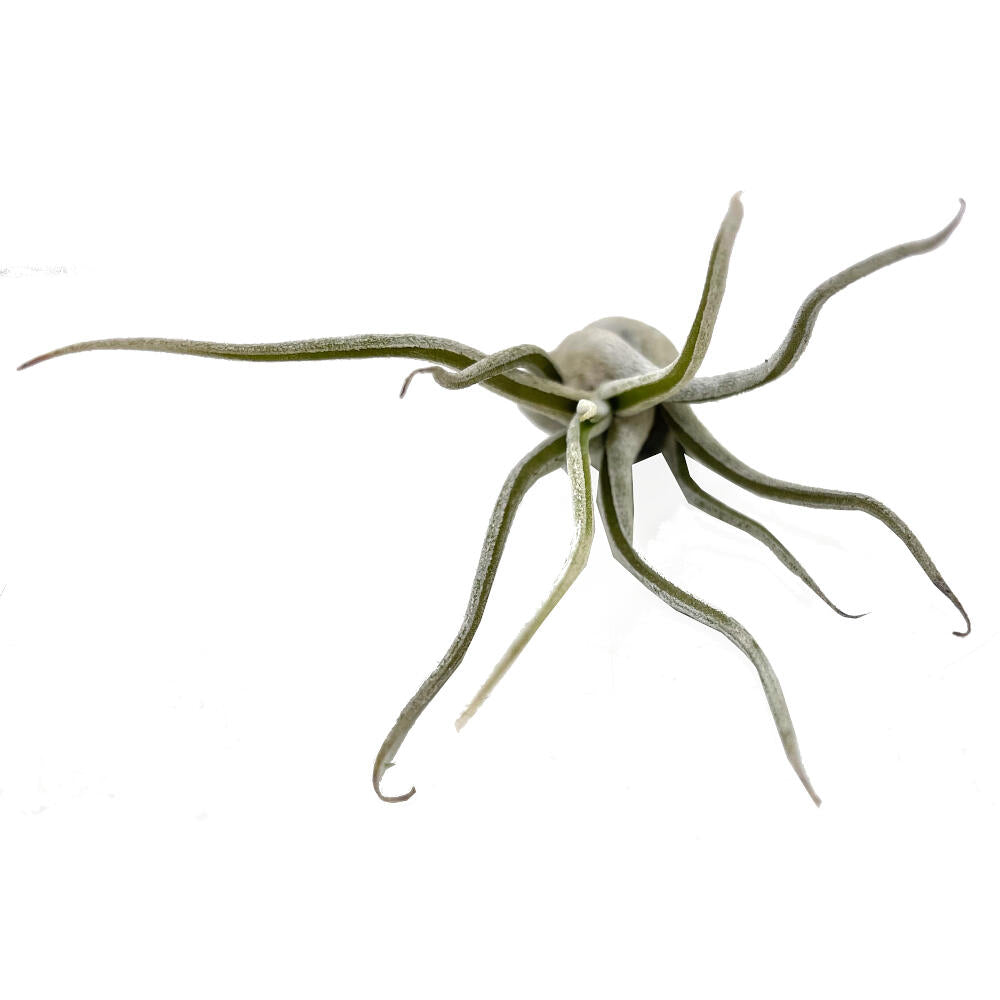Tillandsia Caput Medusae 13cm Alto X 10cm Ancho