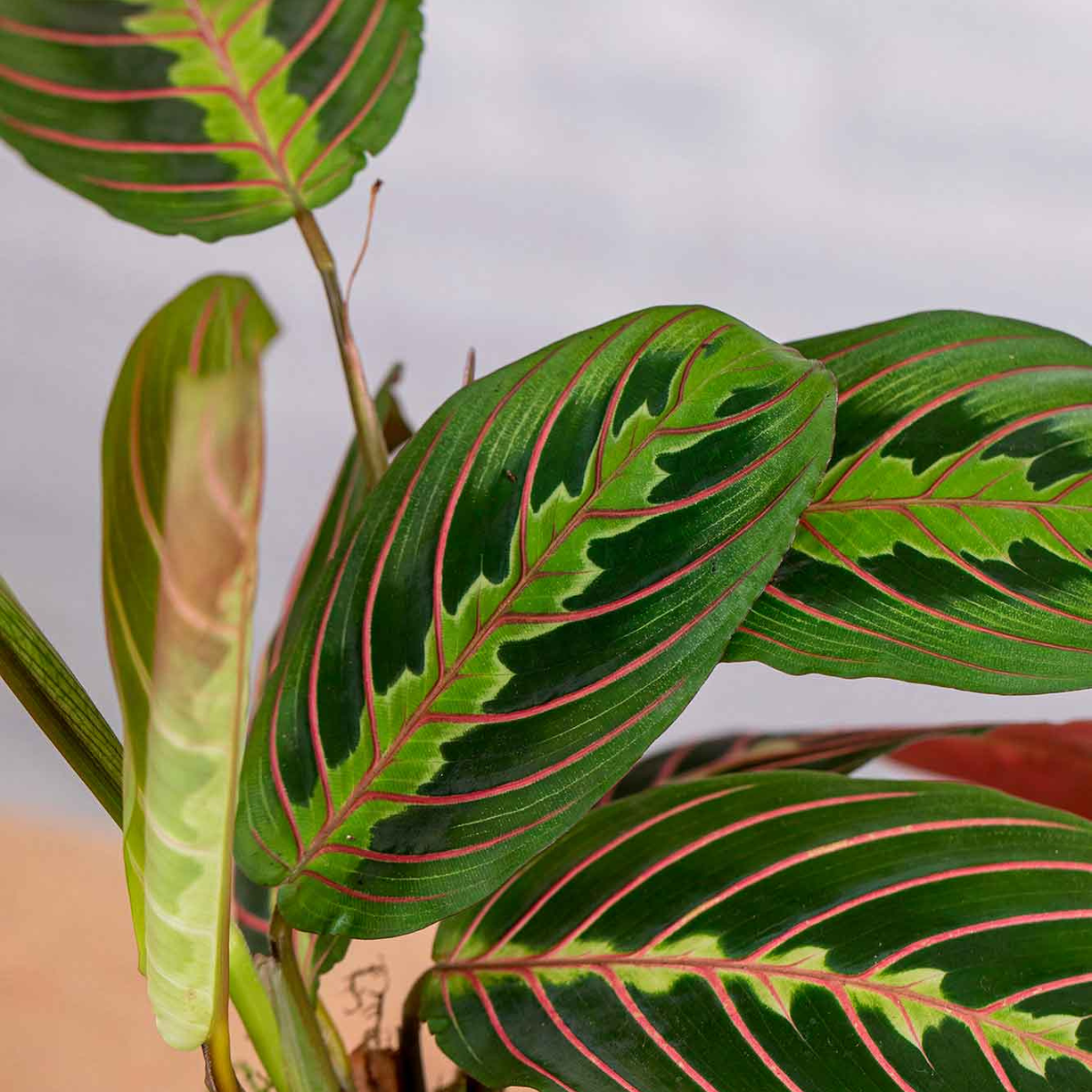 Kokedama Maranta Leuconera._1