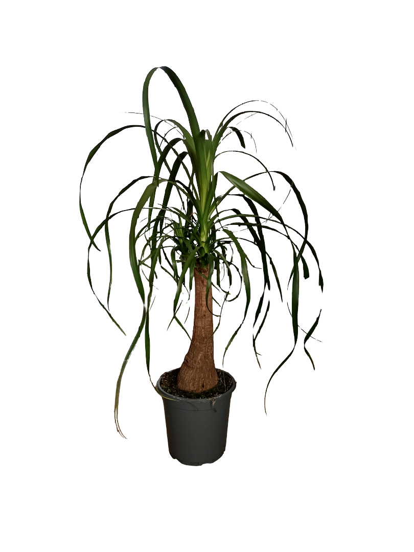 Nolina Pata De Elefante Planta De Interior Ø21 - 70 Cm