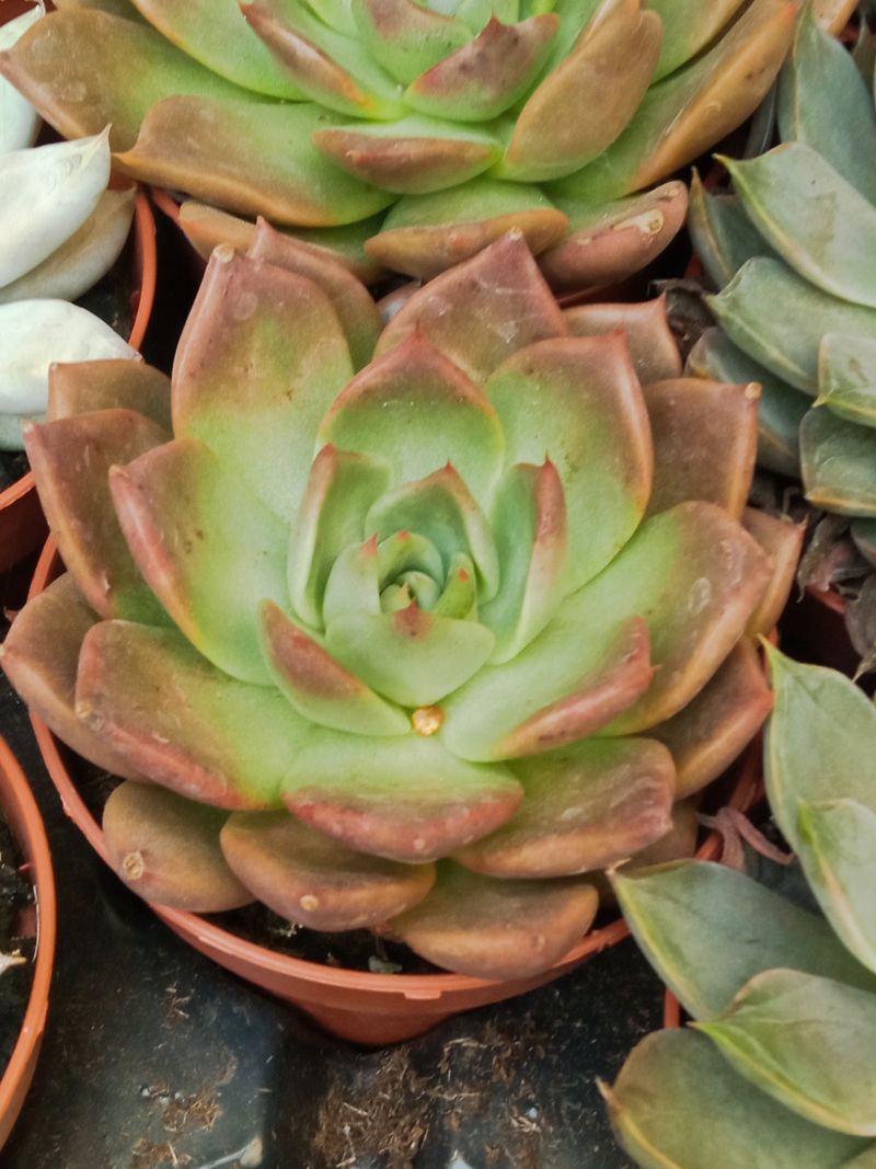 Echeveria moranii Planta Suculenta Ø5 cm para exterior