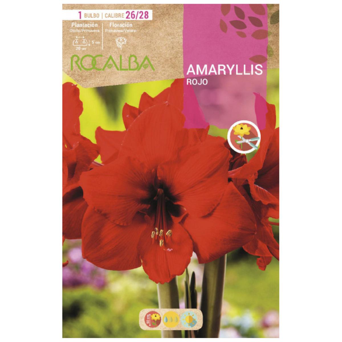Bulbo Amaryllis rojo 1 ud Rocalba