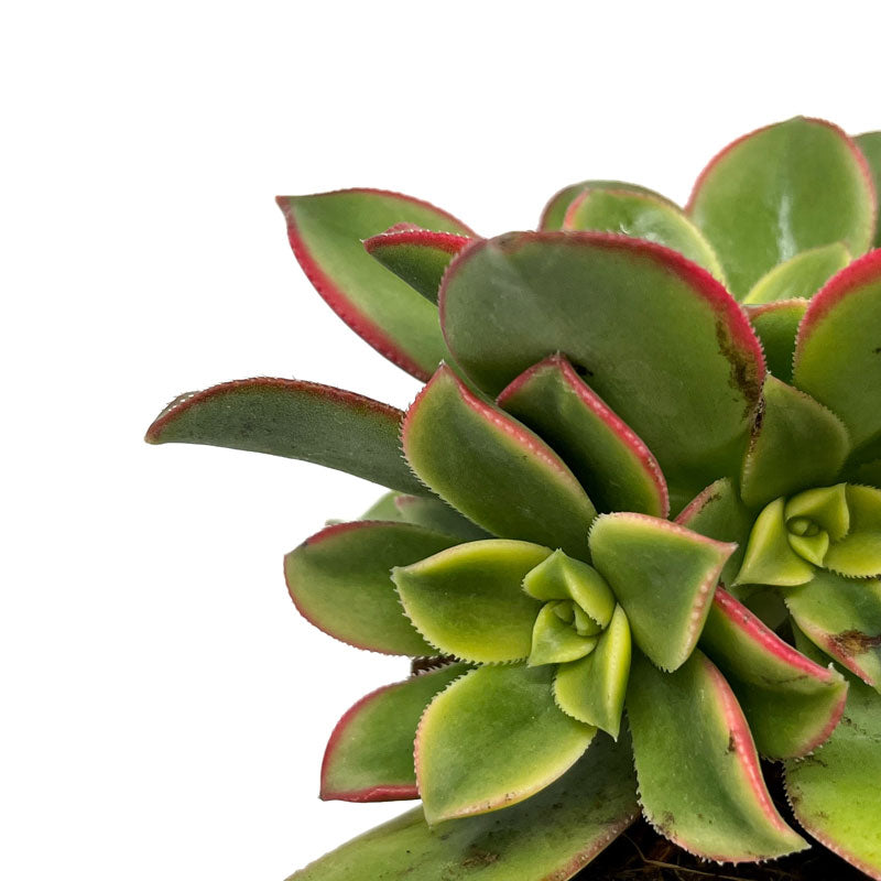 Aeonium haworthii kiwi Cactus Y Suculentas M8,5 cm Ø_2