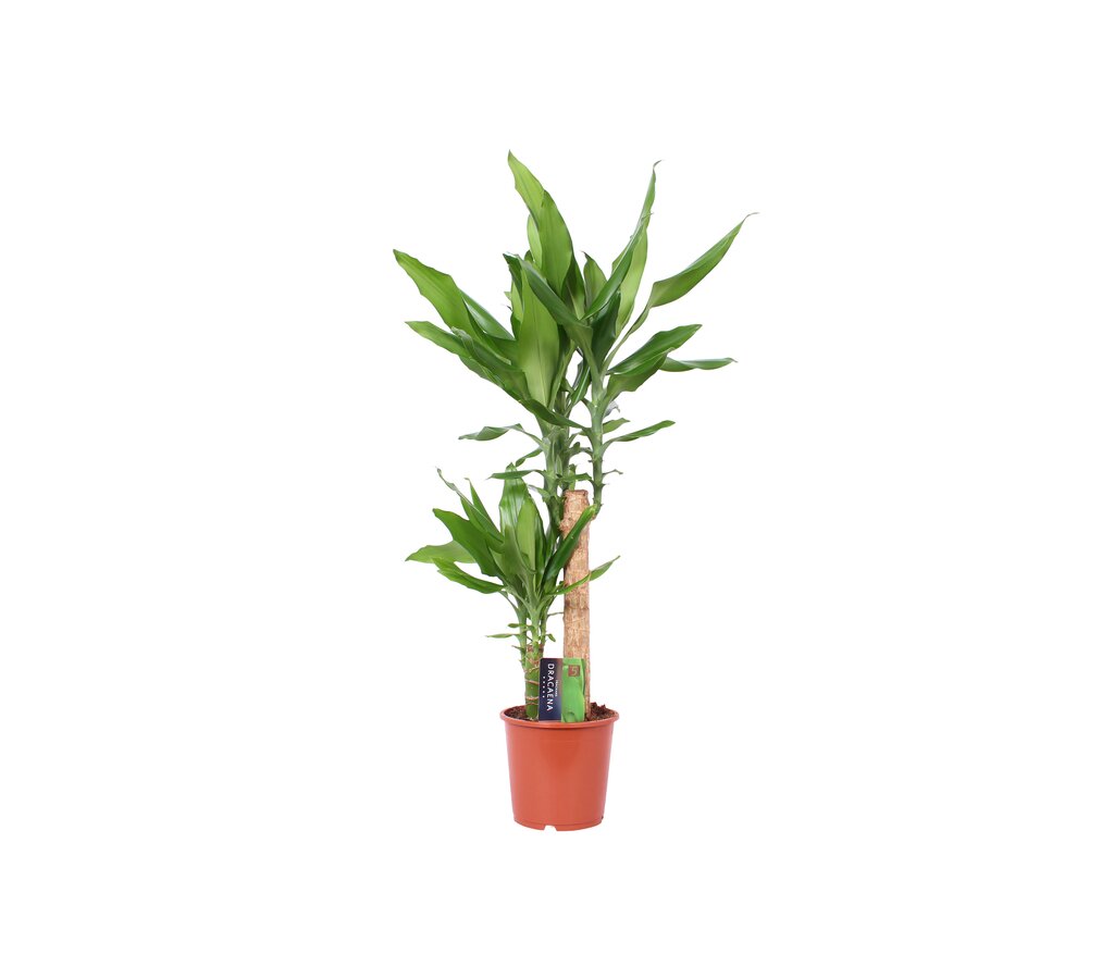Dracena Steudneri 2 Troncos 45-15 M17  70cm