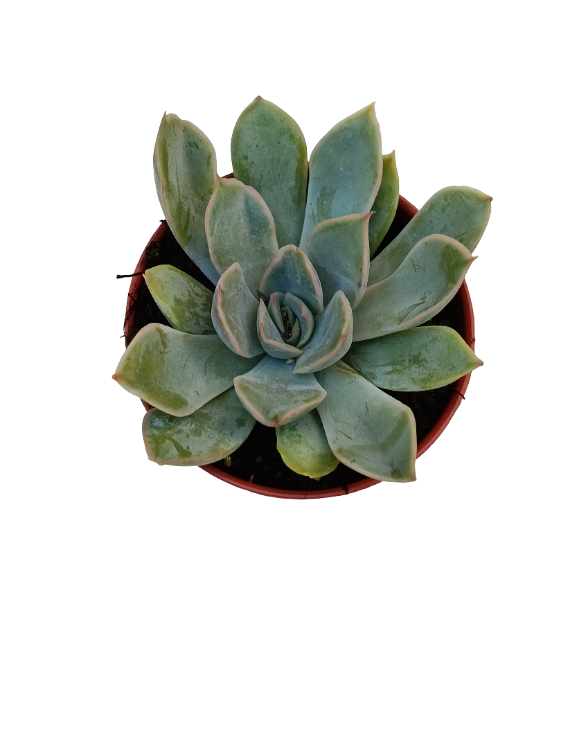Echeveria Tippy Ø5 Planta Suculenta De Sol_0