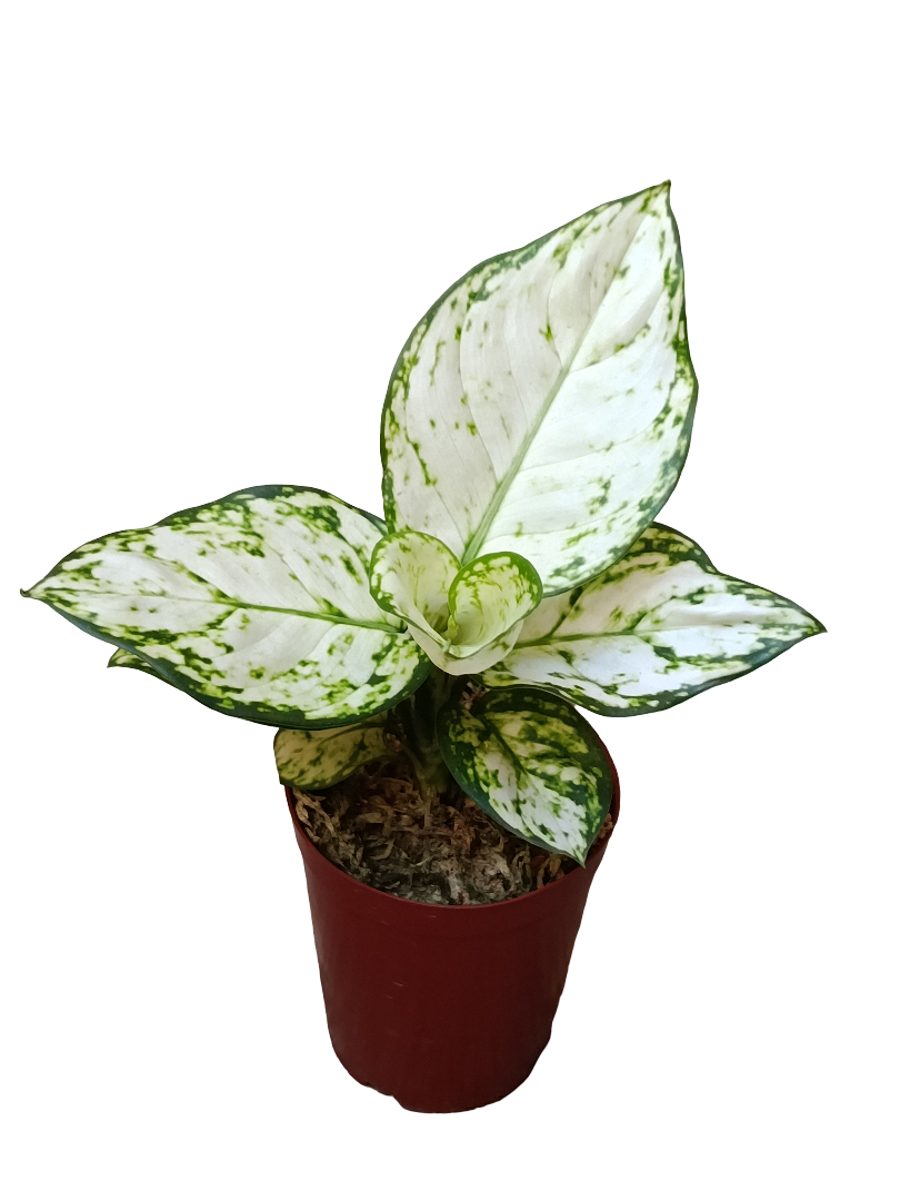 Aglonema Blanca Planta De Interior Ø9_0