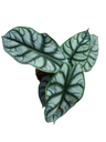 Alocasia Silver Dragon Planta De Interior Ø12