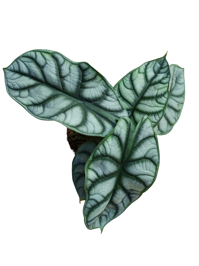 Alocasia Silver Dragon Planta De Interior Ø12_0