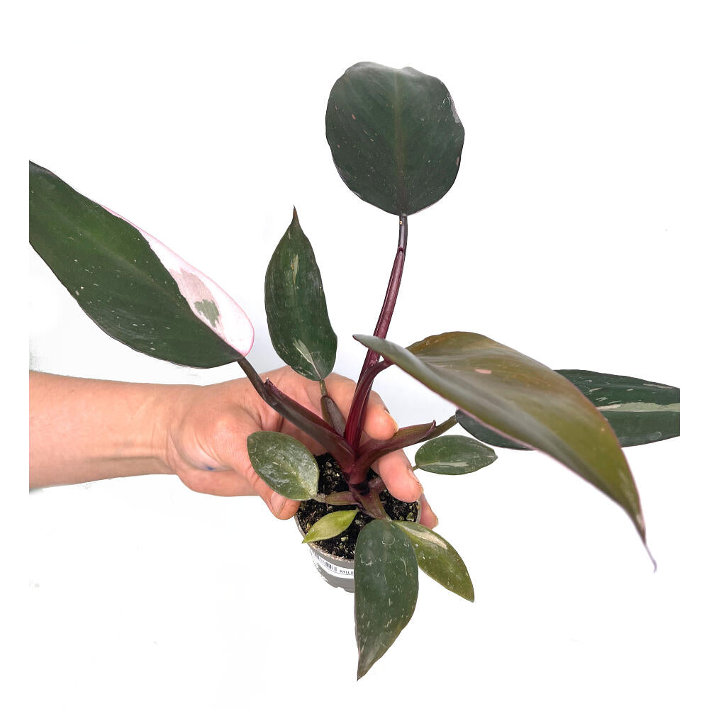 Philodendron Pink Princess M6 15cm_1