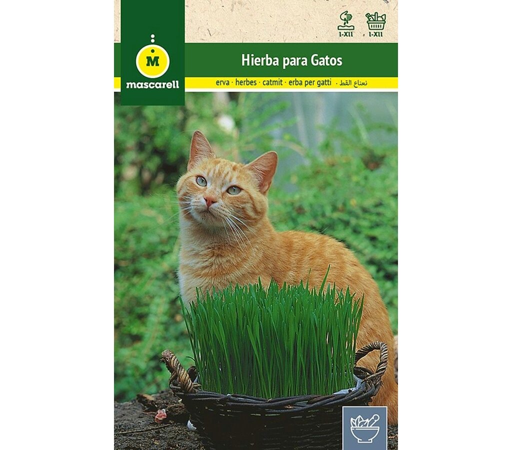 Semillas Hierba Para Gatos