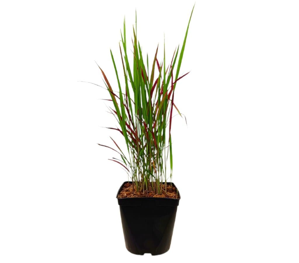 Imperata Cylindrica M17 40cm_0