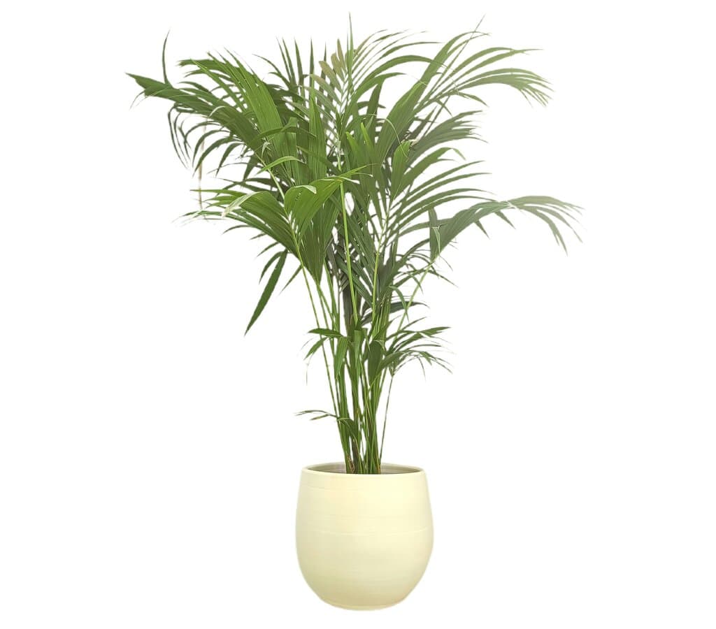 Macetero De Cerámica Peracort Blanco 37x35cm_2