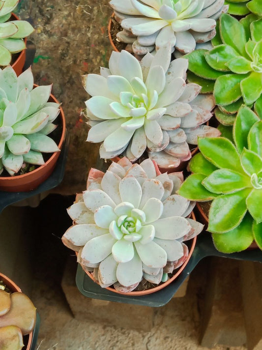 Euphorbia cv multiprolifera planta suculenta Ø5