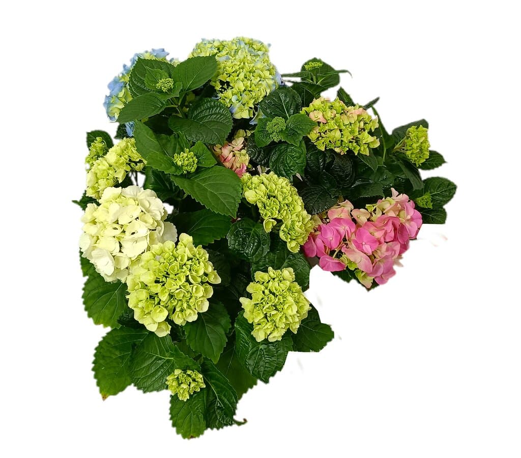 Hortensia Variada M13_0