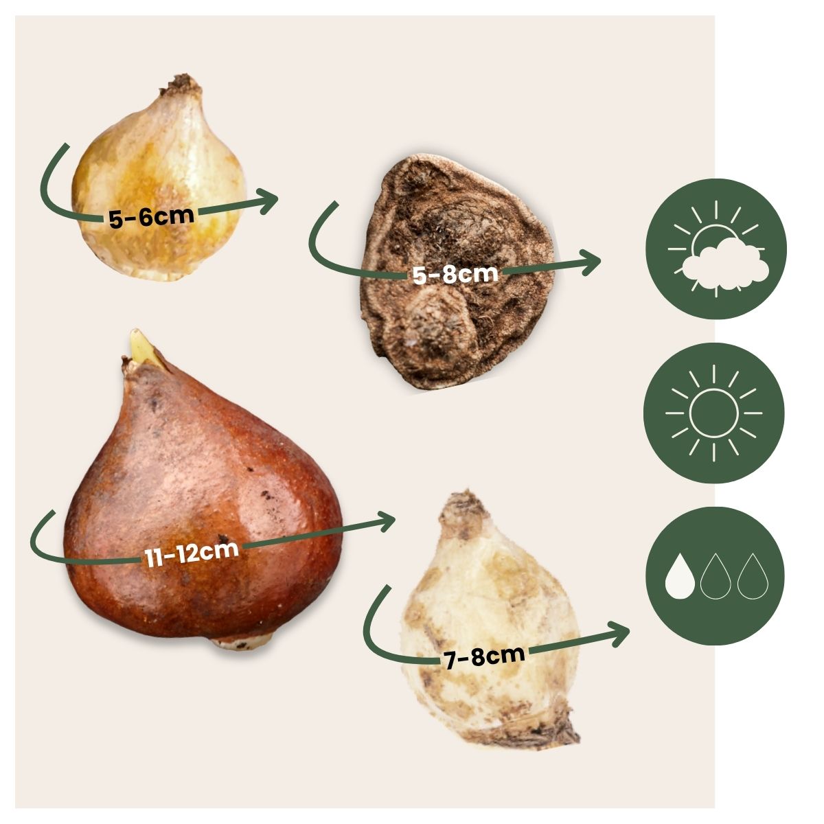 Mezcla De Bulbos De Flor - 80 Pzs - Bulbos De Flores