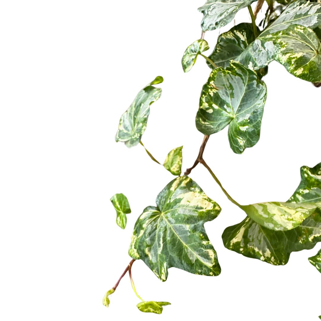 Hiedra Colgante Planta De Interior Y Exterior (hedera Spp.)