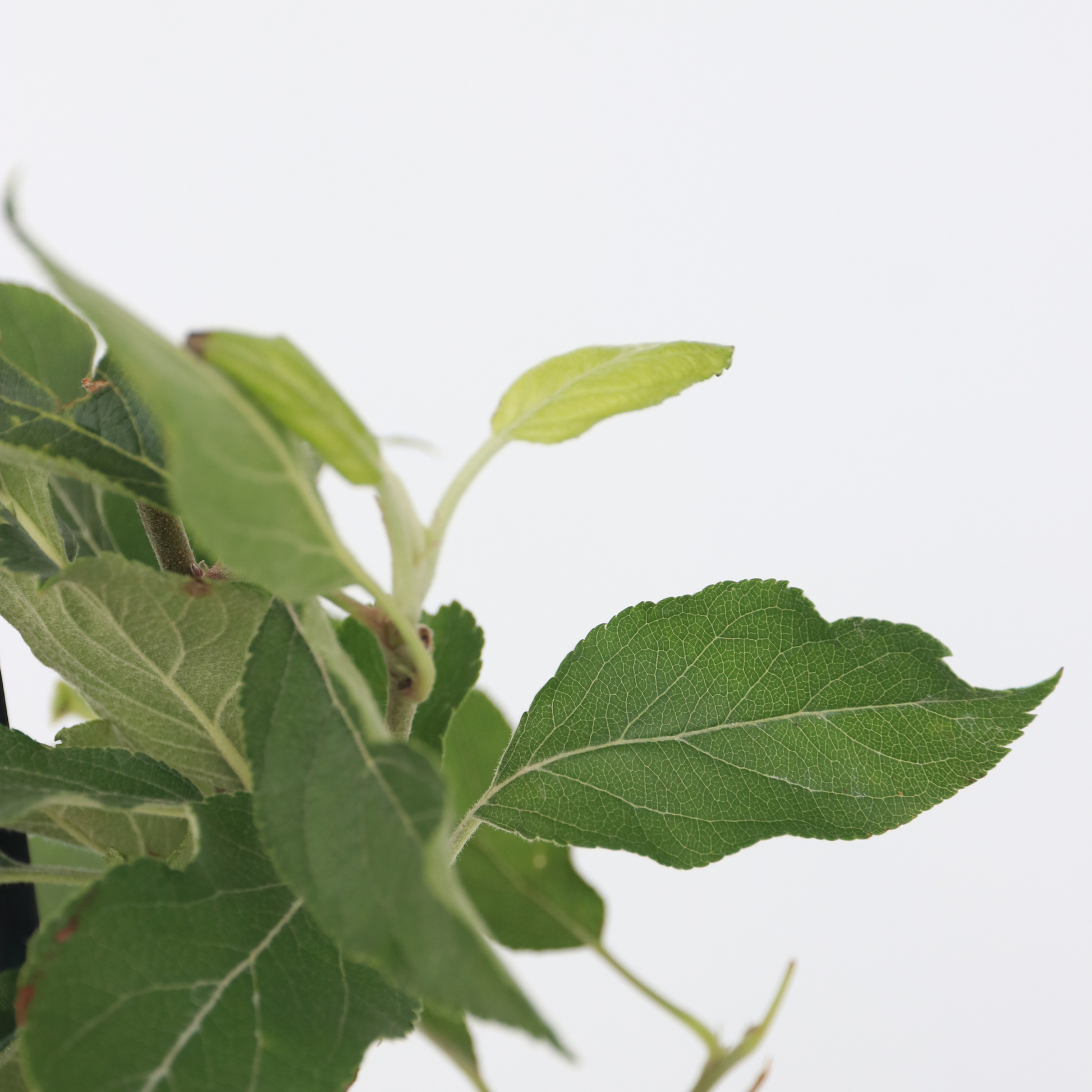 Mezcla De Árboles Frutales - 4 Pzs - Malus Pryus Prunus - A60-70cm - ⌀9cm