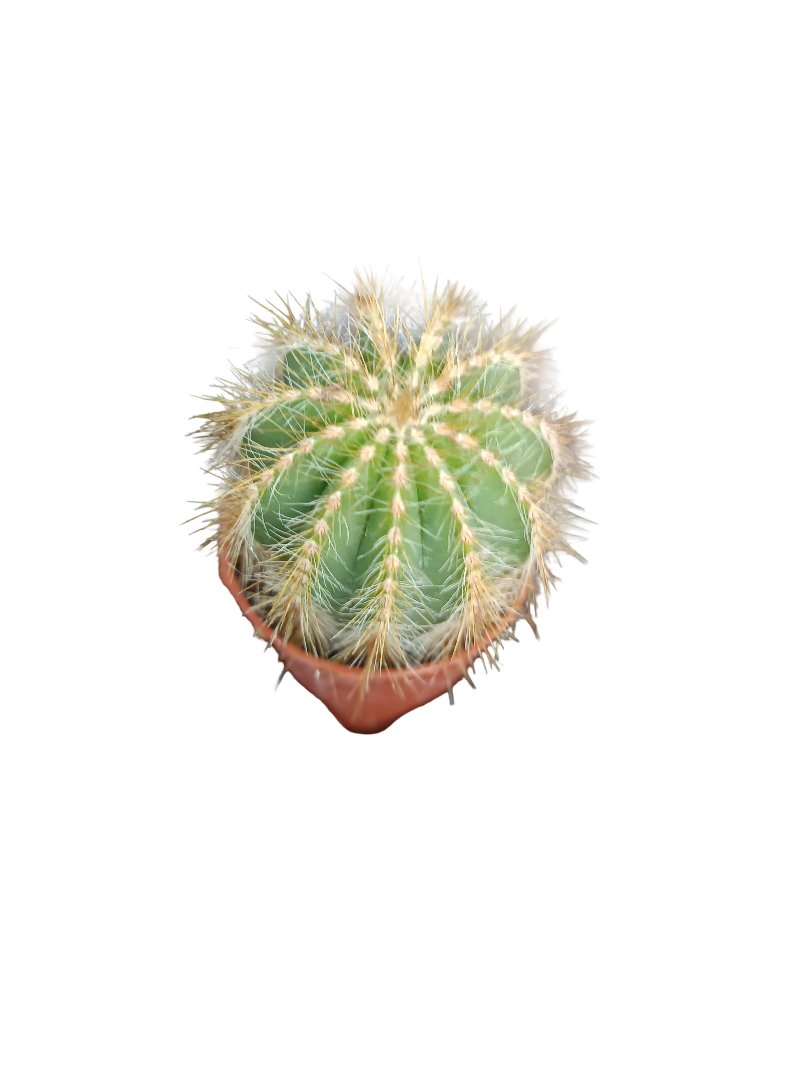 Cactus Parodia Magnifica Planta De Ø5 Cm
