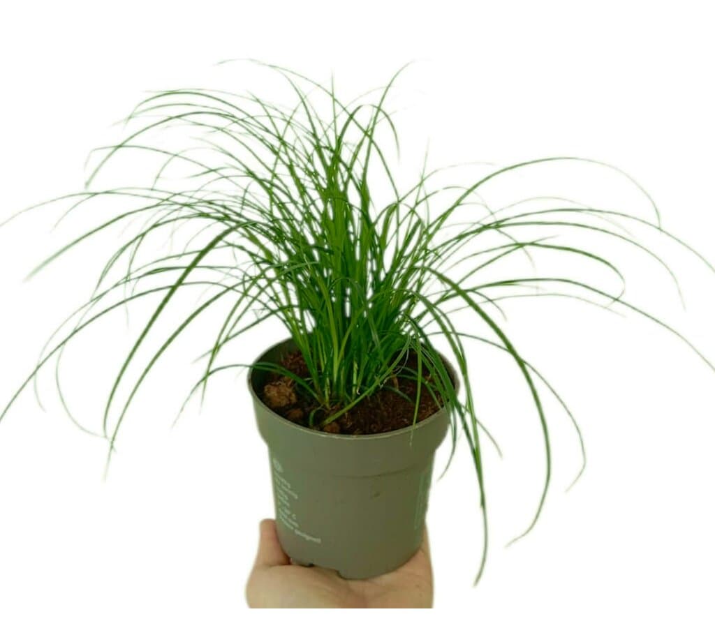 Carex Brunnea M11