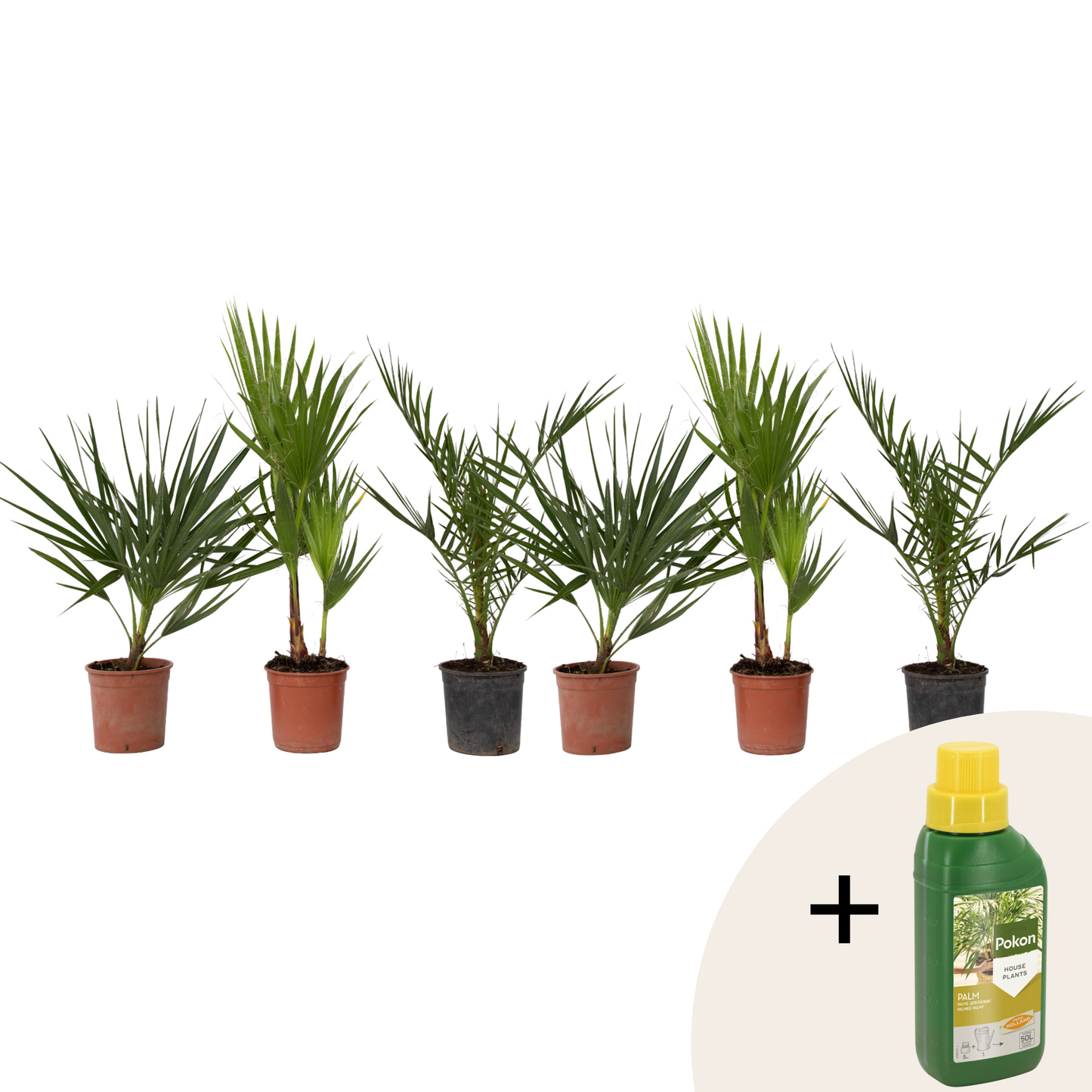 Mezcla De Palmeras Al Aire Libre - 6 Pzs - Altura 50-70cm - ⌀15cm