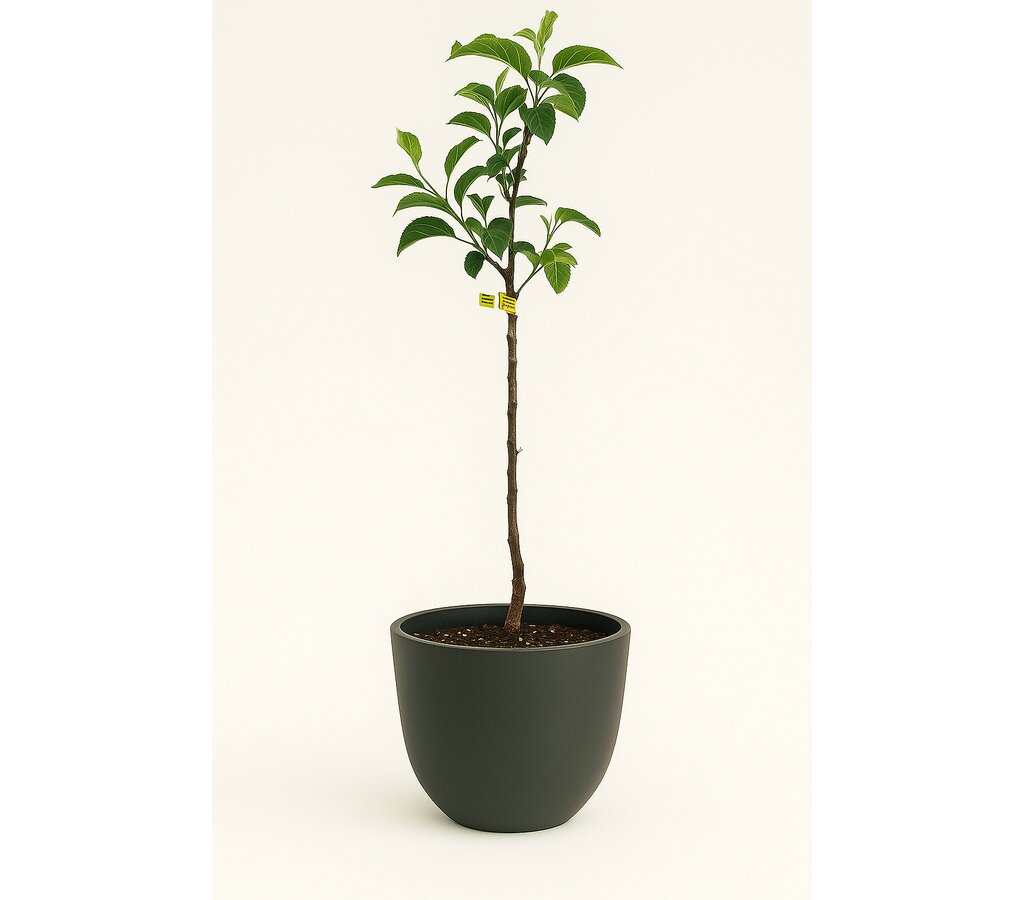 Pero De Cehegin M25 120-140cm