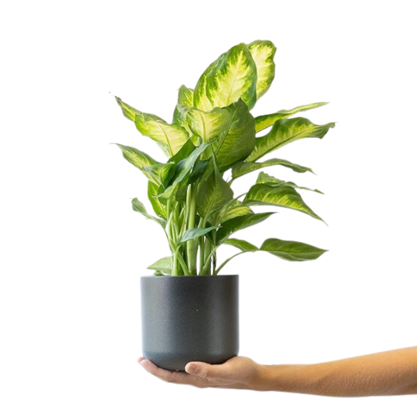 Pack 5 Plantas Naturales De Interior : Croton + Dieffenbachia + Palmera Areca + Dracaena Lemon Lime + Chamadorea Ø12 Cm