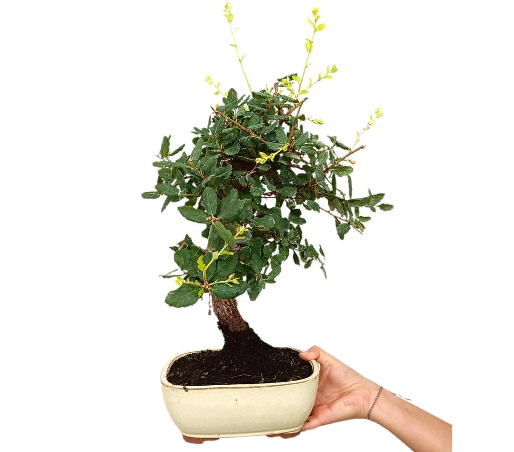 Bonsái Quercus Suber 12 Años (alcornoque Mediterráneo)