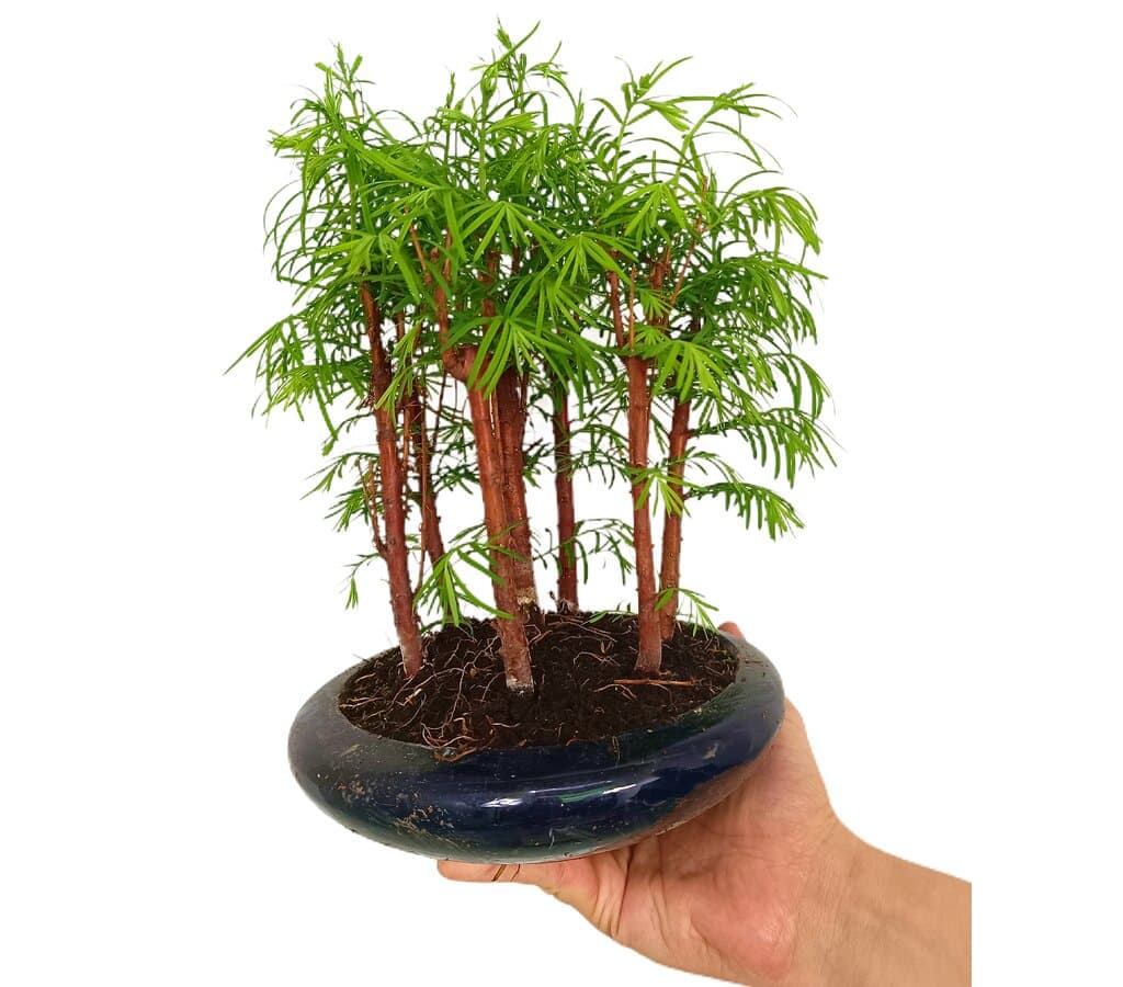 Bonsai Bosque Metasequoia M18_0