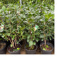 Camelia Japonica Maceta